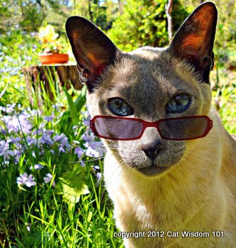 Florida-cat wisdom 101-zee zoey-cat humor-merlin
