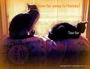 Florida-cats-art