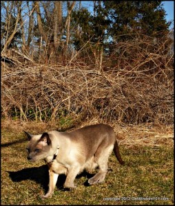 Merlin-cat-cat wisdom 101-outdoors