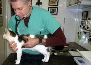 Mobile vet squad-feline-exam-cat wisdom 101