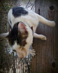 Odin-cat-climbing-cat wisdom 101