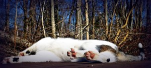 Odin-cat-sun-cat wisdom 101-paws
