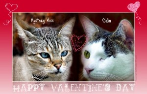 Valentine-cat-new york post-odin-mystery miss-cat wisdom 101-Layla Morgan Wilde