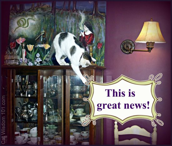 art-cat-feline-antiques-china cupboard-news-cat wisdom 101