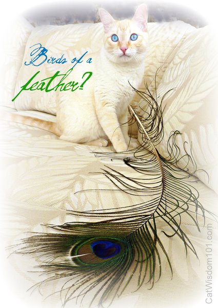 birds of a feather-peacock-quote-cat- cat wisdom 101