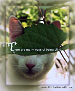 blind-cat-cat wisdom 101-quote
