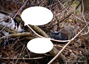 caption-contest-LOl cats-cat wisdom 101