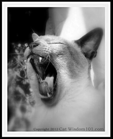 cat-feline-dental health-lorie huston-cat wisdom 101