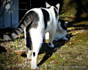 domino-odin-cats-outdoors-cat wisdom 101