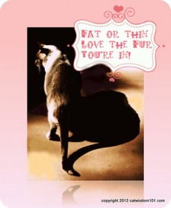 fat-thin-quote-cat-funny-cat wisdom 101
