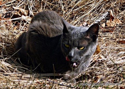 gris Gris-cat-vet-smell-cat wisdom 101