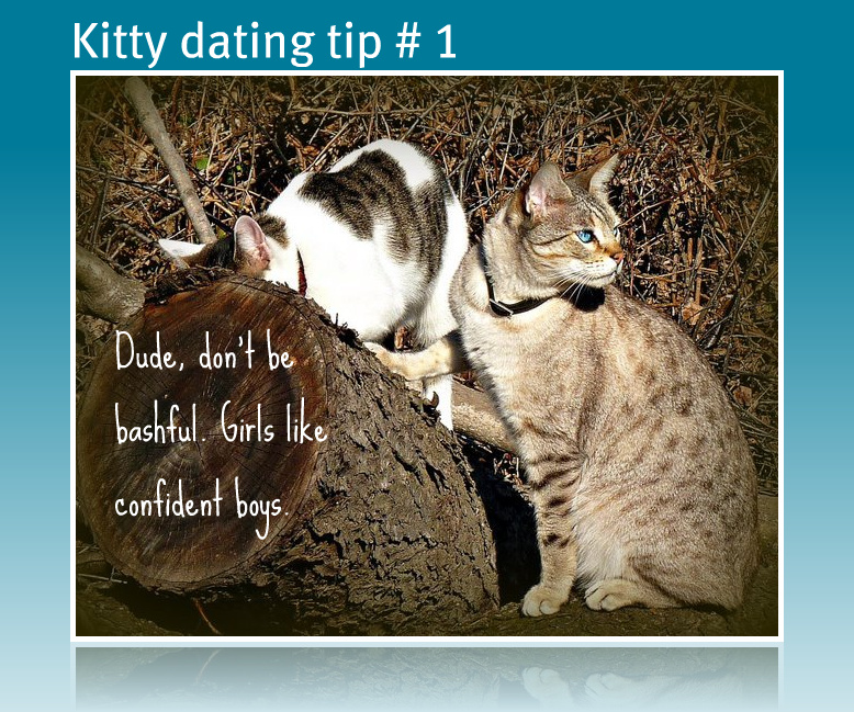 kitty-dating-tips-cats-funny-cat wisdom 101