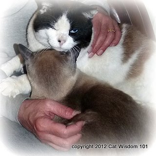 massage-cat daddy-cat wisdom 101