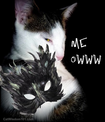 meoww-ow-cat-pain-vet 101-masked-.cat wisdom 101.com