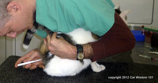 mobile vet squad-rectal-exam-cat wisdom 101