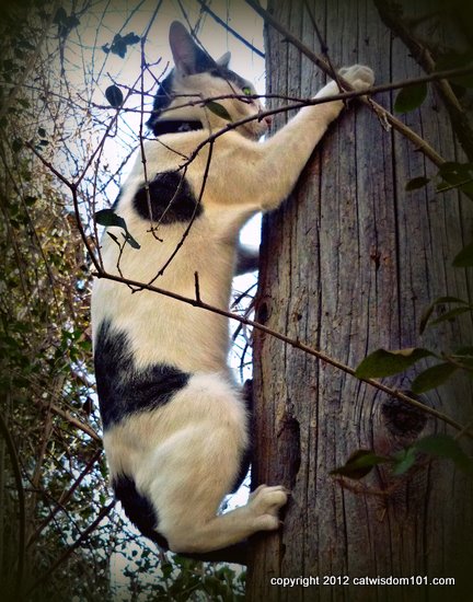 odin-cat-tree-climbing-cat wisdom 101