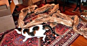 playing-paper-cat-