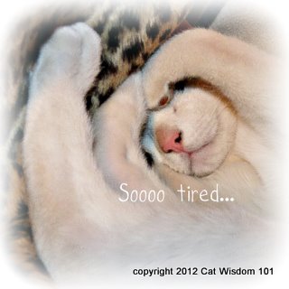 so tired-sleeping-cat-cute-cat wisdom 101
