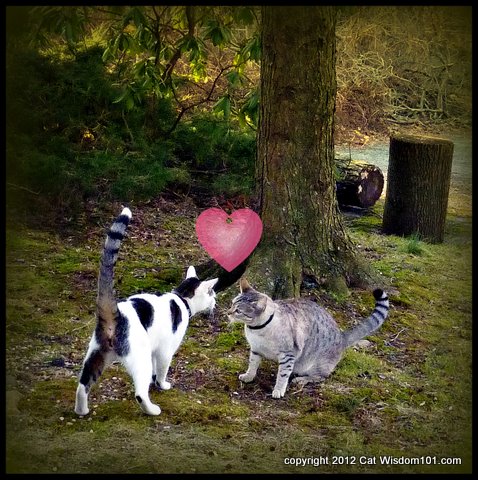 valentine-cats-cat wisdom 101