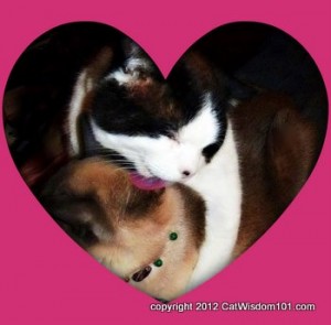 valentine-cats-licking-grooming-love-