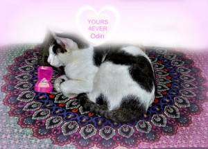valentine-lol cat-yours 4 ever-cat wisdom 101
