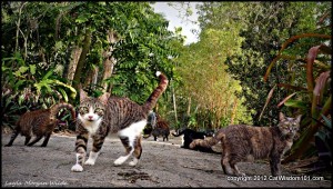 Brigid's Crossing-cats-cat wisdom 101-cat behaviorist- Layla Morgan Wilde