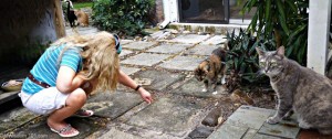 Brigid's Crossing-cats-holistic-cat behaviorist-Layla Morgan Wilde