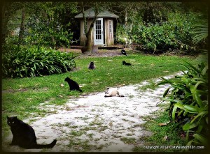 Brigid's cross-cats-sanctuary-cat wisdom 101-behaviorist-Layla Morgan Wilde