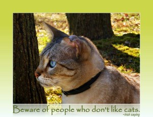 lucky Irish cats kisses-quotes