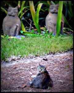 brigid's crossing-cat-sanctuary-florida