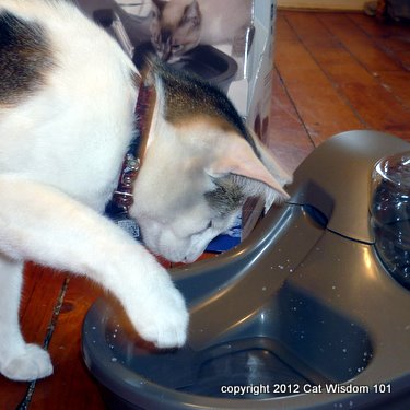 cat-water-fountain-petmate- cat wisdom 101