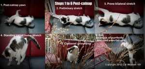 catnap-instructions-LOL-cat-cat wisdom 101