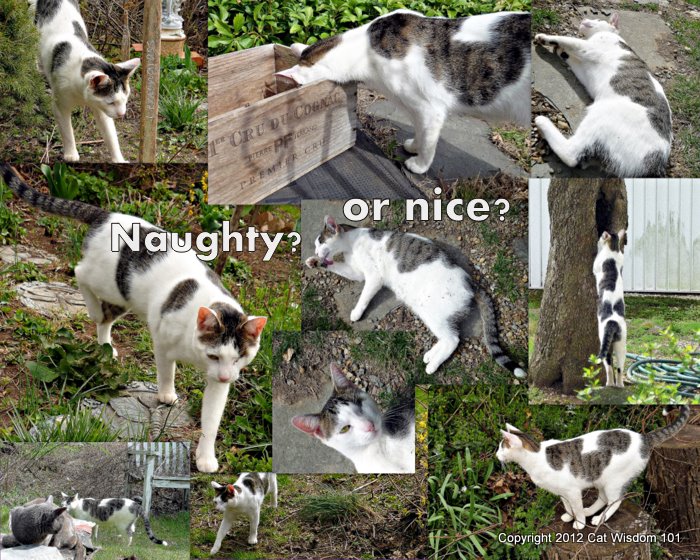 cat-spring-collage-naughty-nice-cat wisdom 101-outdoor