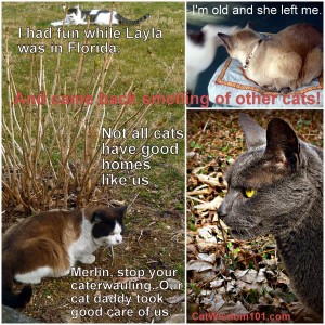 cats-talking-humor-cat wisdom 101-caturday
