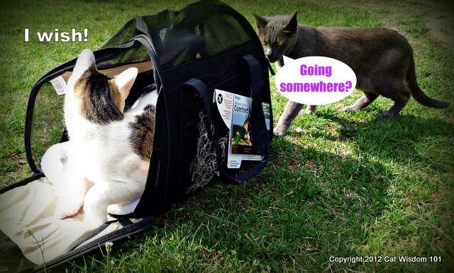 comfort carrier-cat wisdom 101-cat-odin-travel