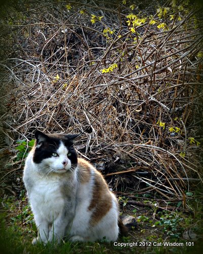 domino-cat-garden-cat wisdom 101