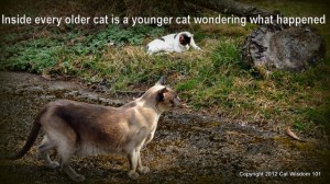 fcd-cat-feline-senility-joke-older-garden