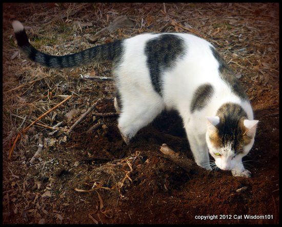 feline-cat-covering-feces-poop-soil-garden