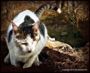 feline-cat-digging-defecation-garden-outdoors
