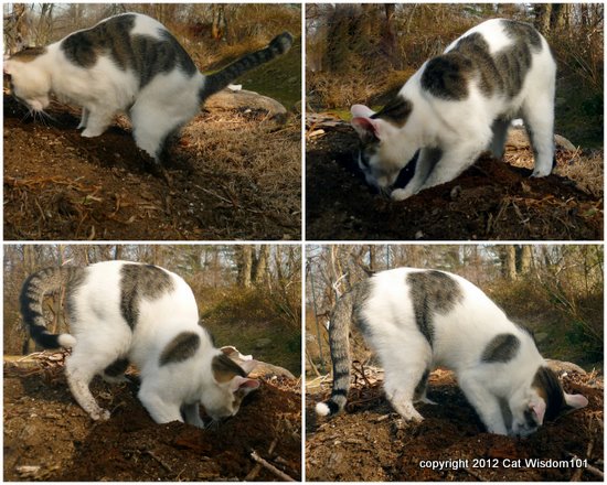 feline-cat-digging-litter-garden-soil