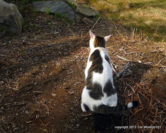 feline-cat-pee-urination-outdoors-garden