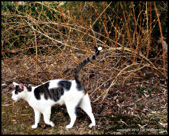 feline-cat-territorial-spraying-outdoors