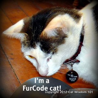 furcode-cat-cat wisdom 101