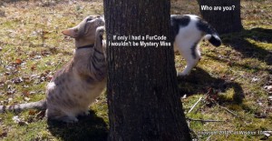 furcode-cats-mystery miss-odin-cat wisdom 101