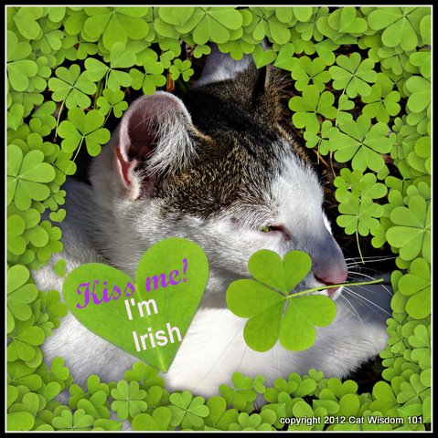 kiss me I'm irish-st-patricks day-cat-clover-cat wisdom 101