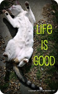 life-is-good-cute-cat-quote-cat wisdom 101