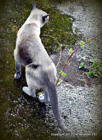 merlin-cat-walkies-outdoors-cat wisdom 101