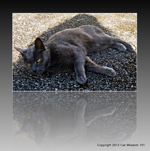 outdoor-cat nap-driveway-gris gris
