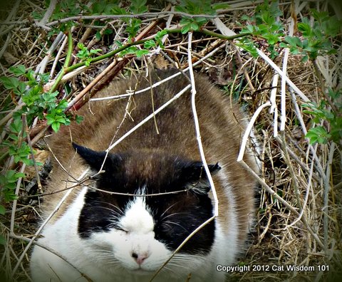 outdoor cat nap-domino