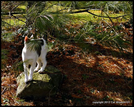 pine-tree-cat-sniff-cat wisdom 101-odin